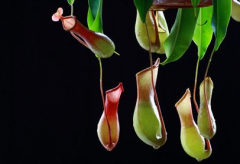 脱发的表现特点是怎样的